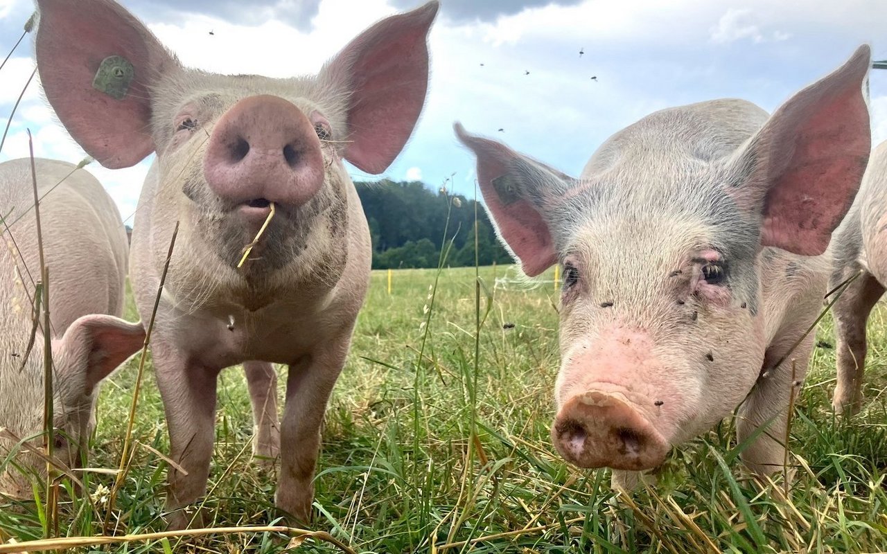 Die Weidehaltung ermöglicht Schweinen ein artgerechteres Leben.