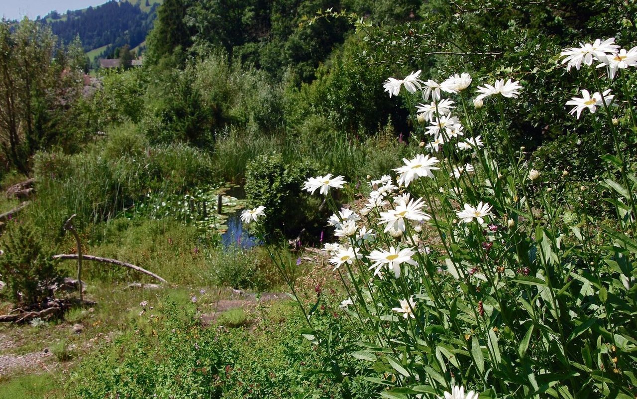 Der naturnahe Garten von Hanspeter Latour bietet viele Lebensräume. 