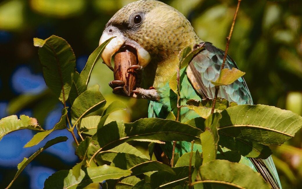 Seltener Kap-Papagei in Südafrika. 