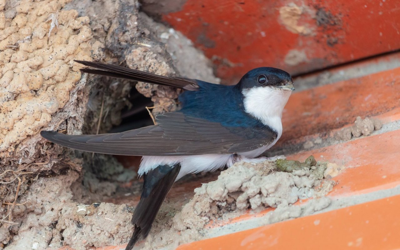 Vordächer, Ritzen und Nischen werden von Gebäudebrüter als Nistplatz genutzt. Da neue Gebäude immer weniger Nistplätze anbieten, sind Schwalben und Co. auf ein neues Zuhause angewiesen. 