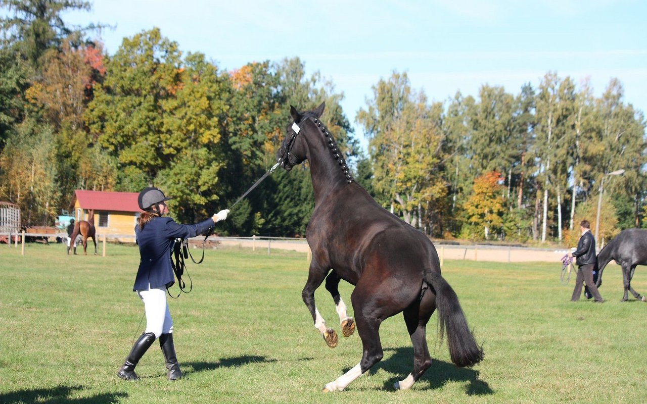 Pferdesport im Fokus: Die Debatte über Tierwohl und faire Haltung nimmt zu. Was bedeutet das für Reiterinnen und Reiter?