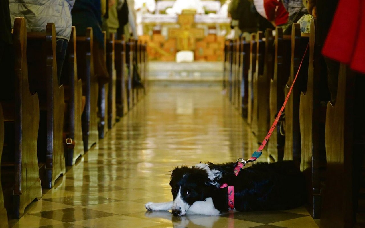 Tiere sind nie falsch und leben in göttlicher Gegenwart. Sie haben in der Bibel ihren festen Platz und wichtige Rollen. 