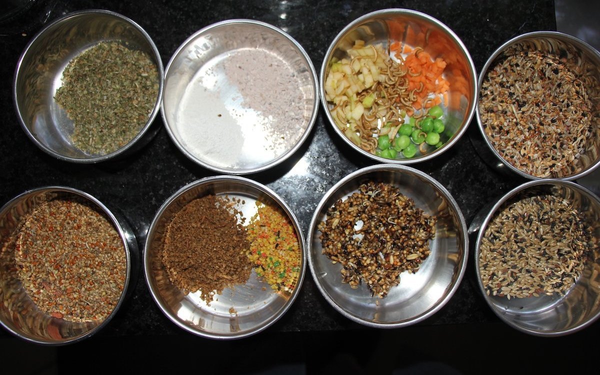 Futterpalette für Rotkopf-Papageiamadinen, bestehend aus einem Kräutermix, Kalzium, Früchten, Weichfutter, Keimfutter und Körnermischungen. 