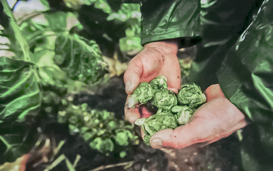 Nicht alle mögen Rosenkohl.