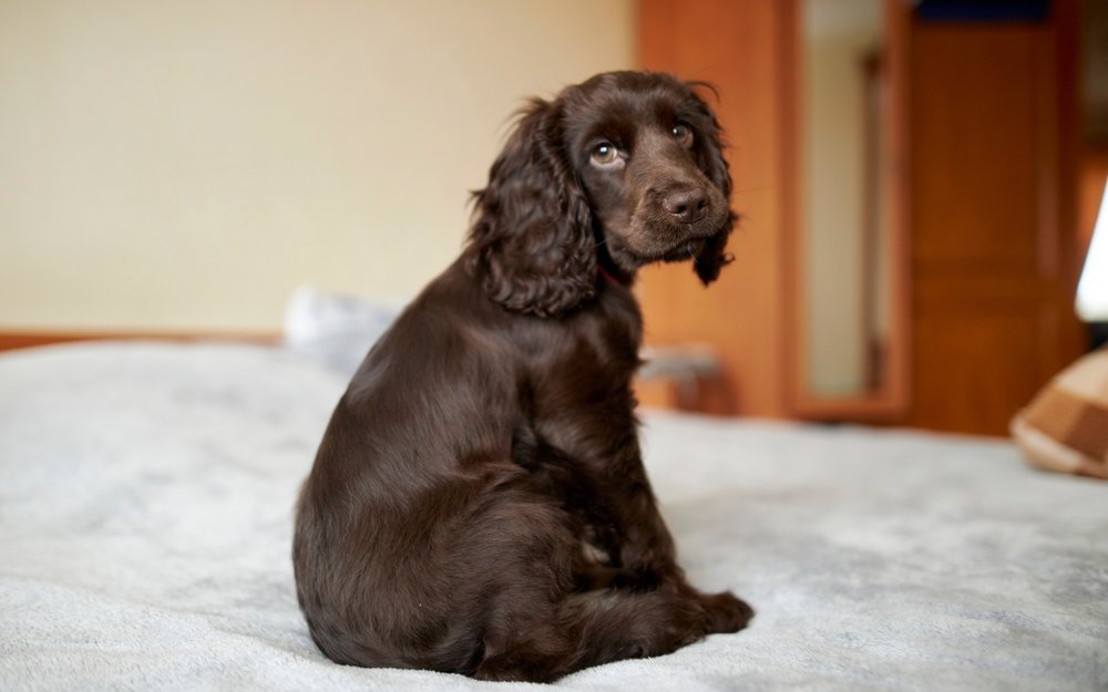 Warum darf Mietern das Halten eines Hundes, wie dieses schwarzen Cocker Spaniels, verboten werden?