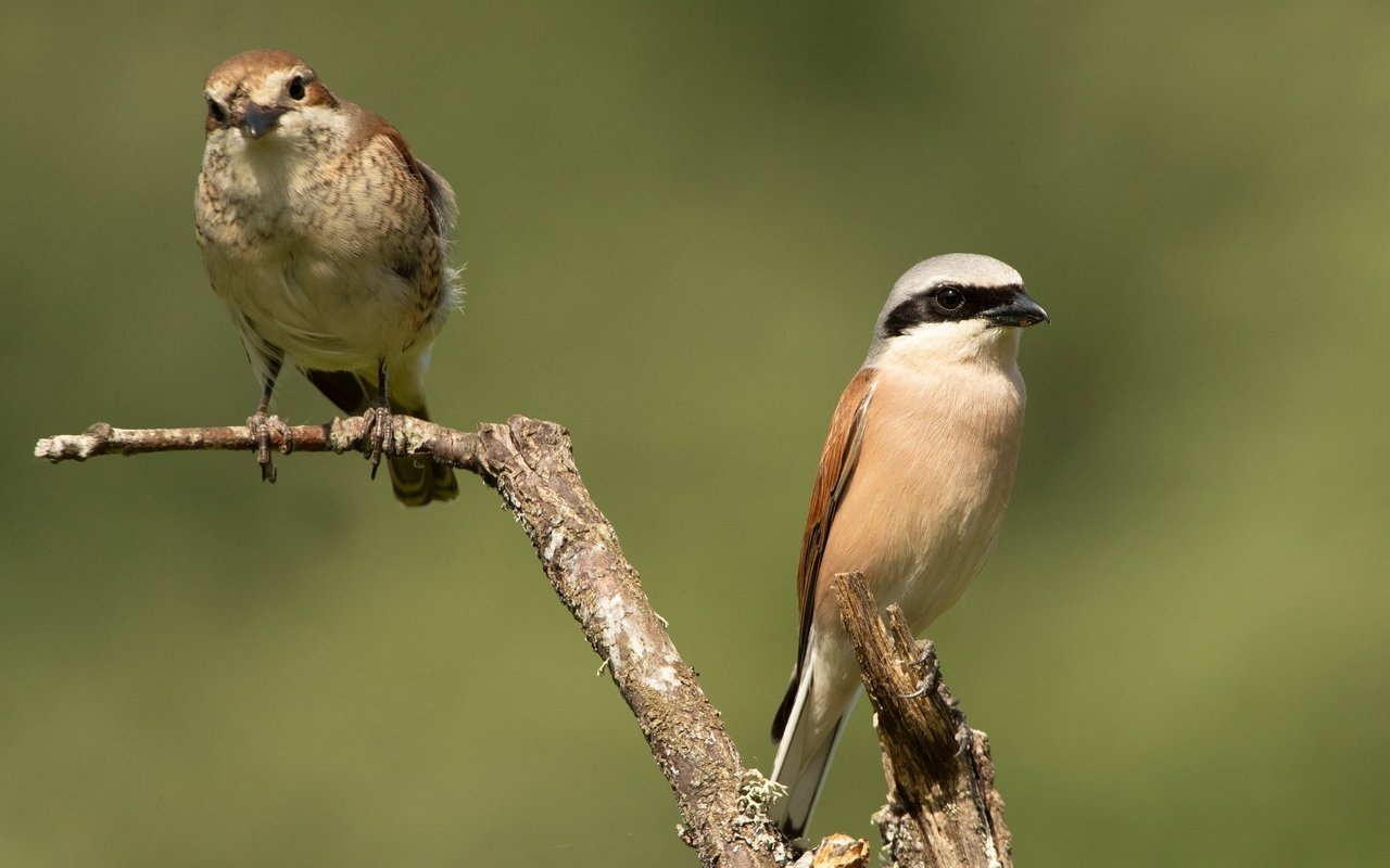 Neuntöter gehören zu den Zugvögeln. Im Sommer brüten Weibchen und Männchen auch in der Schweiz. 