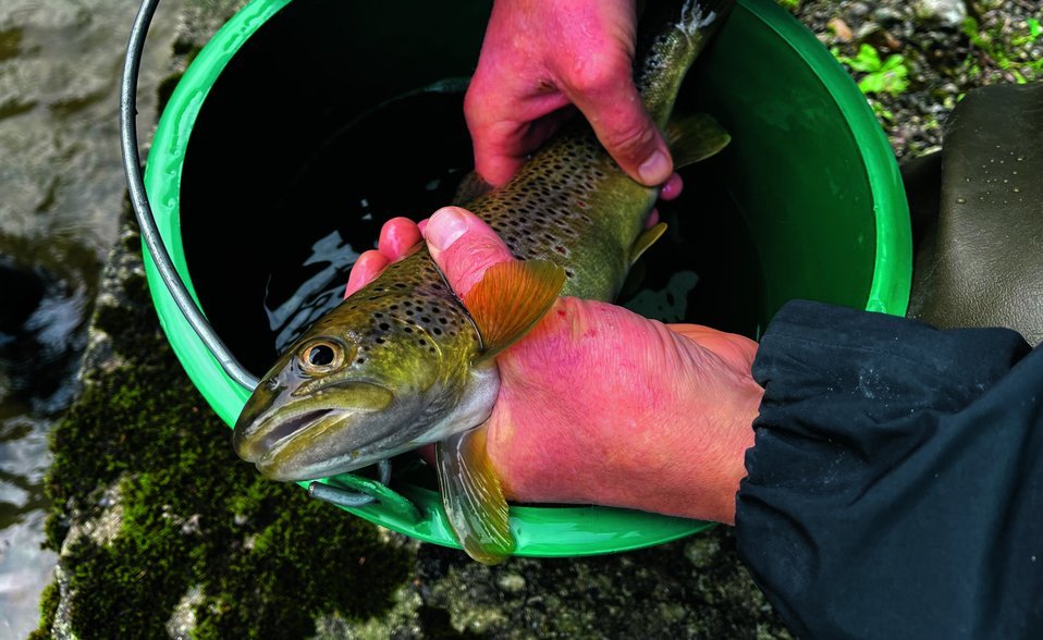 Auch grosse Forellen gehören zu den geretteten Fischen.
