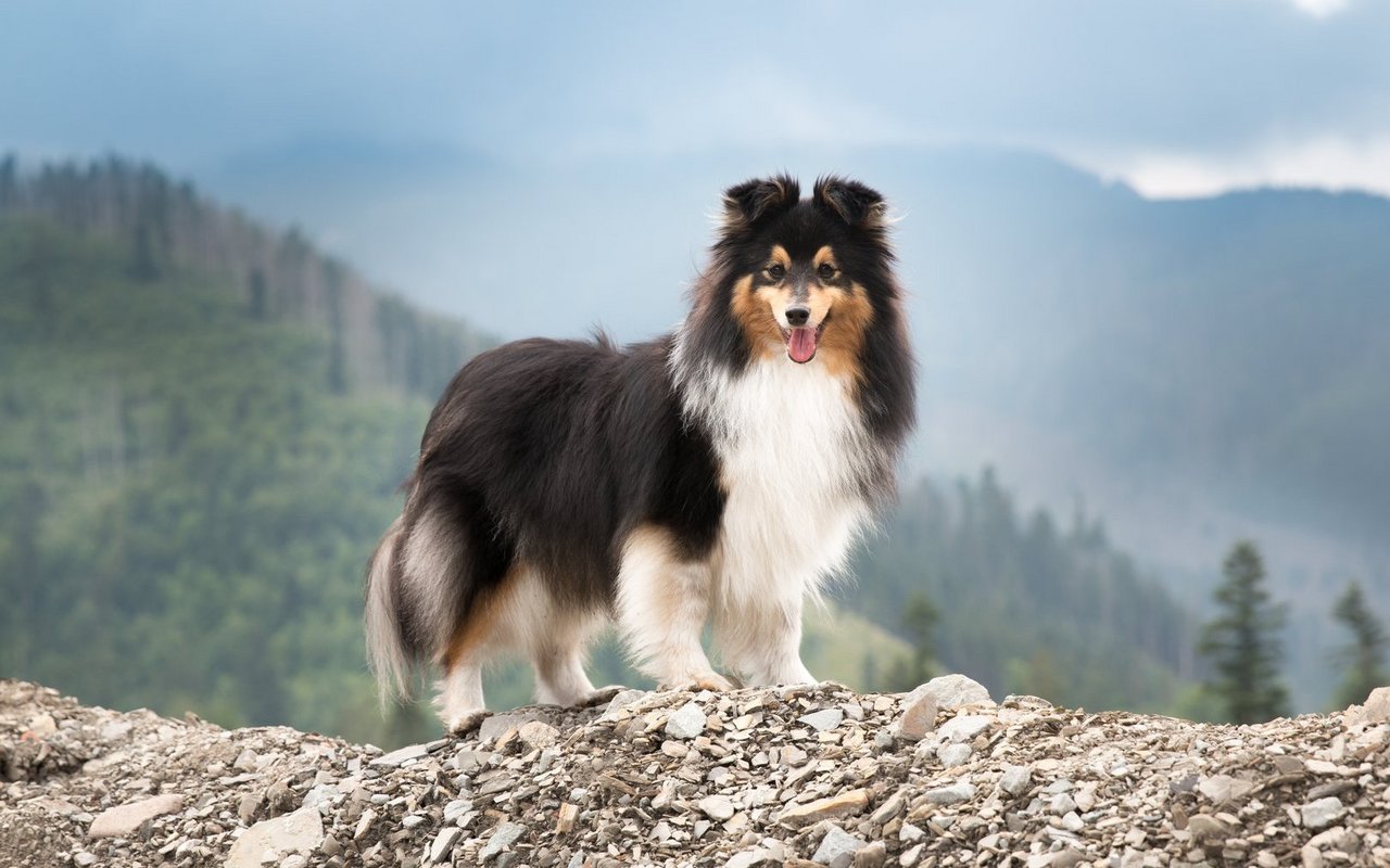 Der Sheltie ist ein eleganter, zierlicher Hund mit langem, dichtem Fell, buschigem Schweif und einem ausdrucksstarken Gesicht.