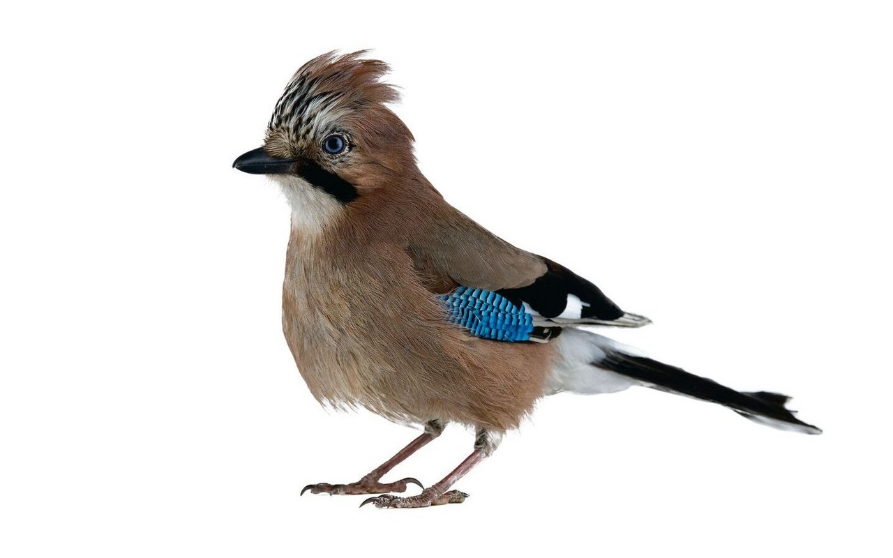 Eichelhäher sind bunt wie Papageien und warnen in den Wäldern, wenn sie einen Menschen kommen sehen. 