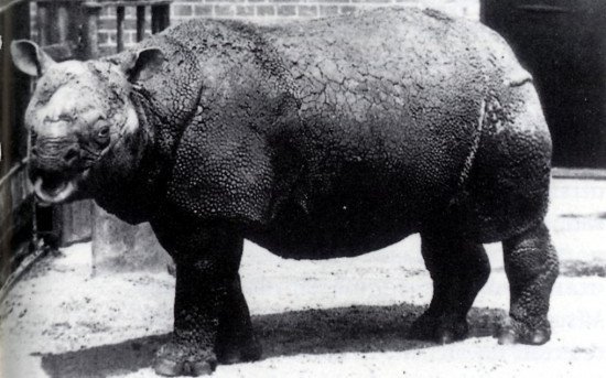 Archivbild eines Java-Nashorns