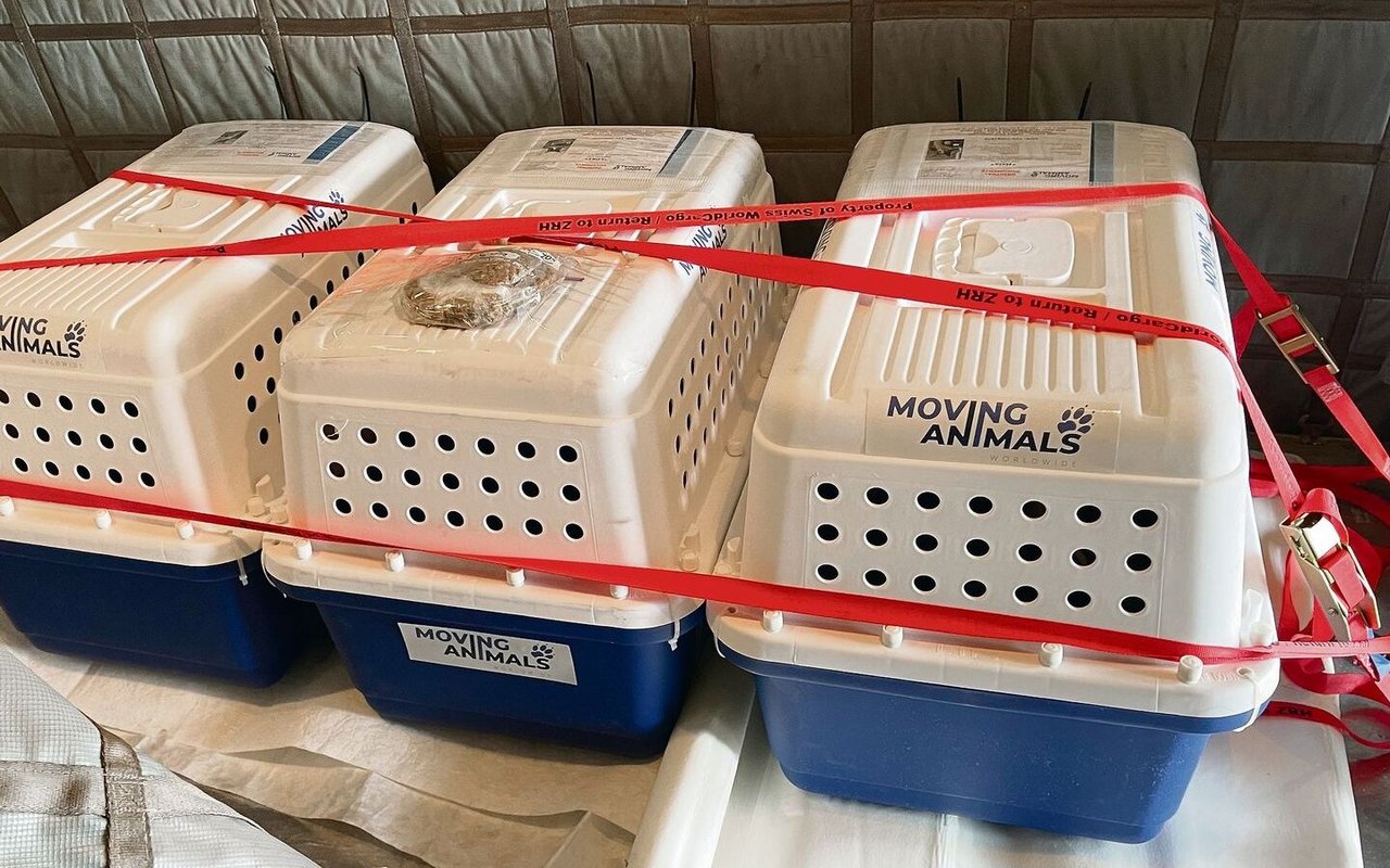 Gut gesichert verbringen die Katzen den Flug in Transportboxen im Frachtraum.