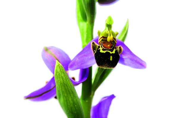 Die Bienen-Ragwurz ist einer der Orchideen, die man auf kalkhaltigen Magerwiesen findet.