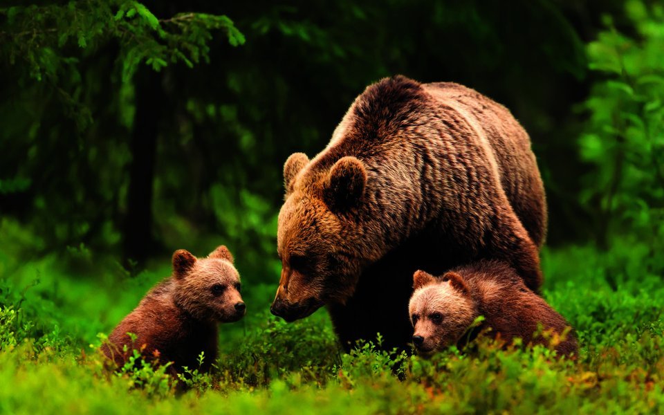 Erster Frühlingsausflug der jungen Bären, neugierig und noch ein bisschen tapsig.
