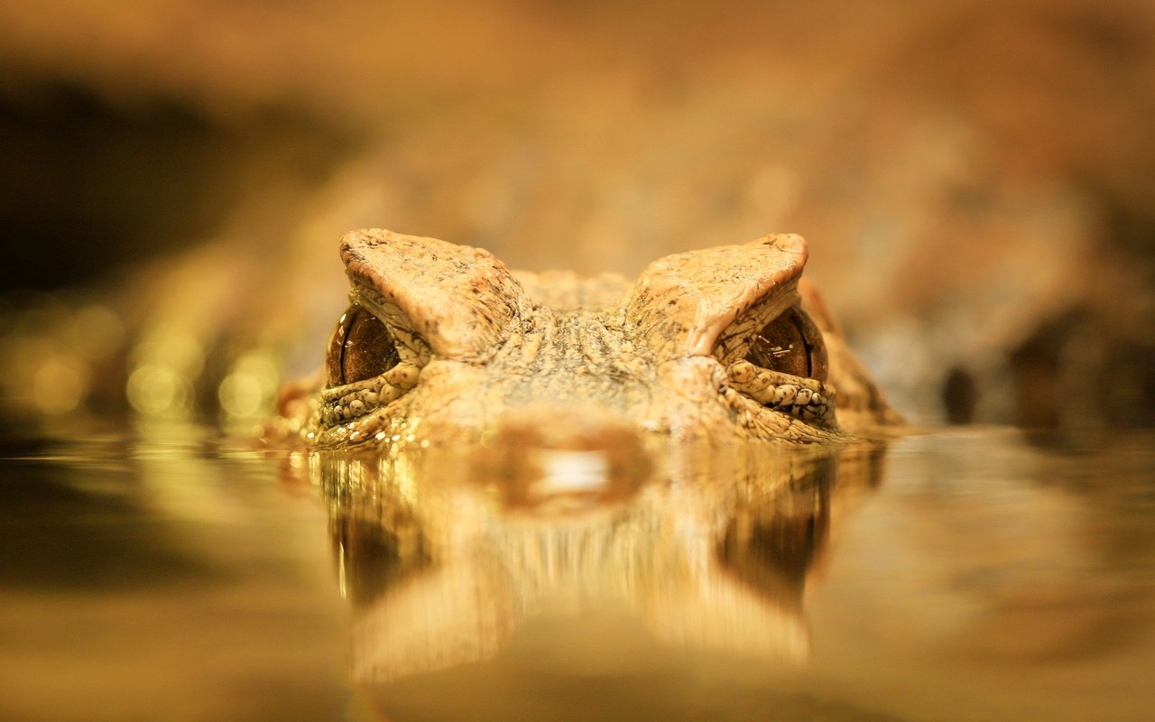 Ein Kleinkrokodil im Hallwylersee?