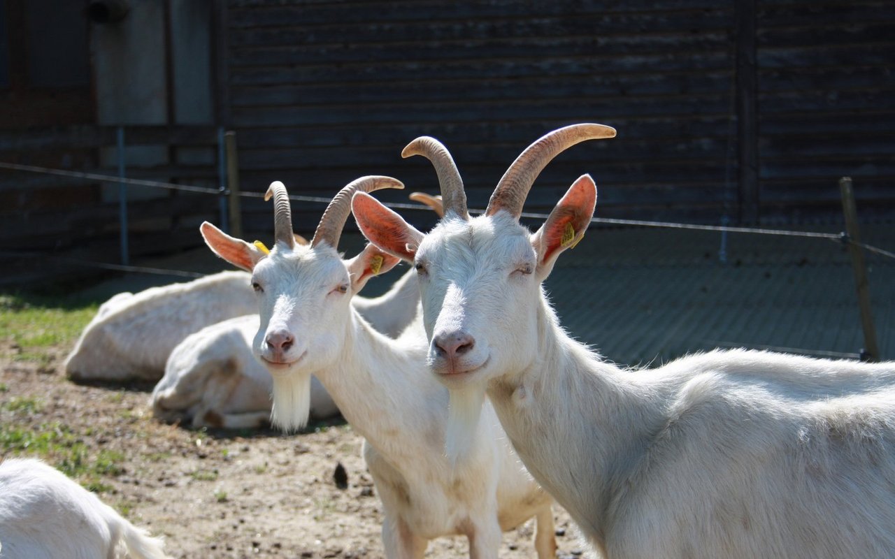 Die aufgeweckten Ziegen sind regelrechte Publikumsmagnete.