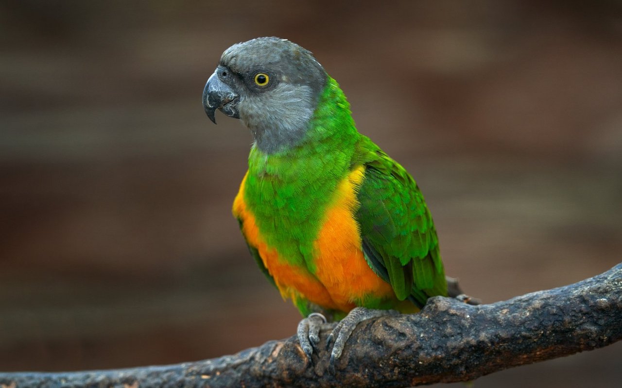 Ein «Mohrenkopfpapagei», heute Senegalpapagei genannt. Sein früherer Name steht exemplarisch für viele Tierbezeichnungen mit kolonial-rassistischen Wurzeln, die in diesem Artikel kritisch hinterfragt werden.