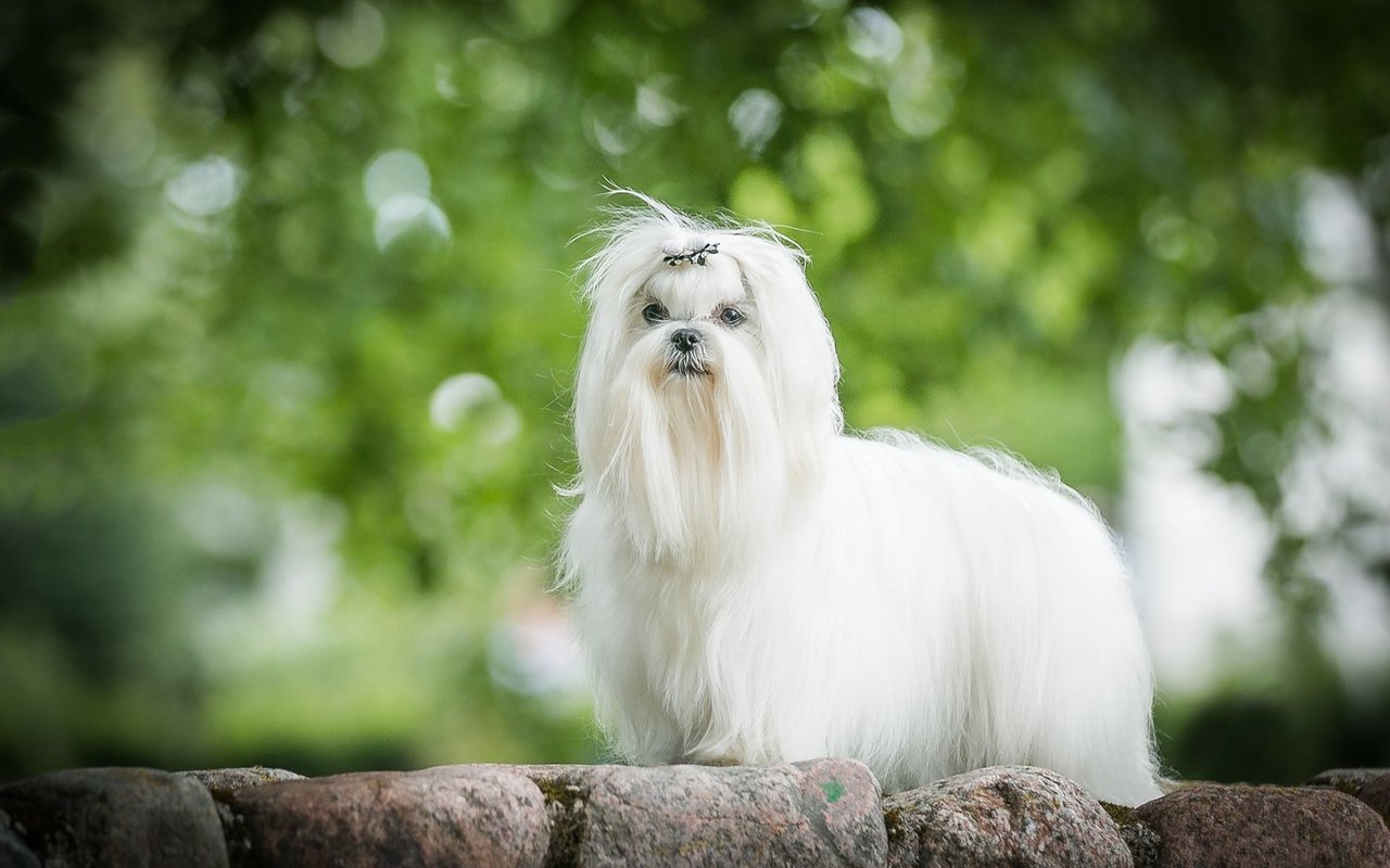 Der Malteser ist ein kleiner Hund mit langem, glattem und reinweissem Fell, das ohne Unterwolle gerade herabfällt.