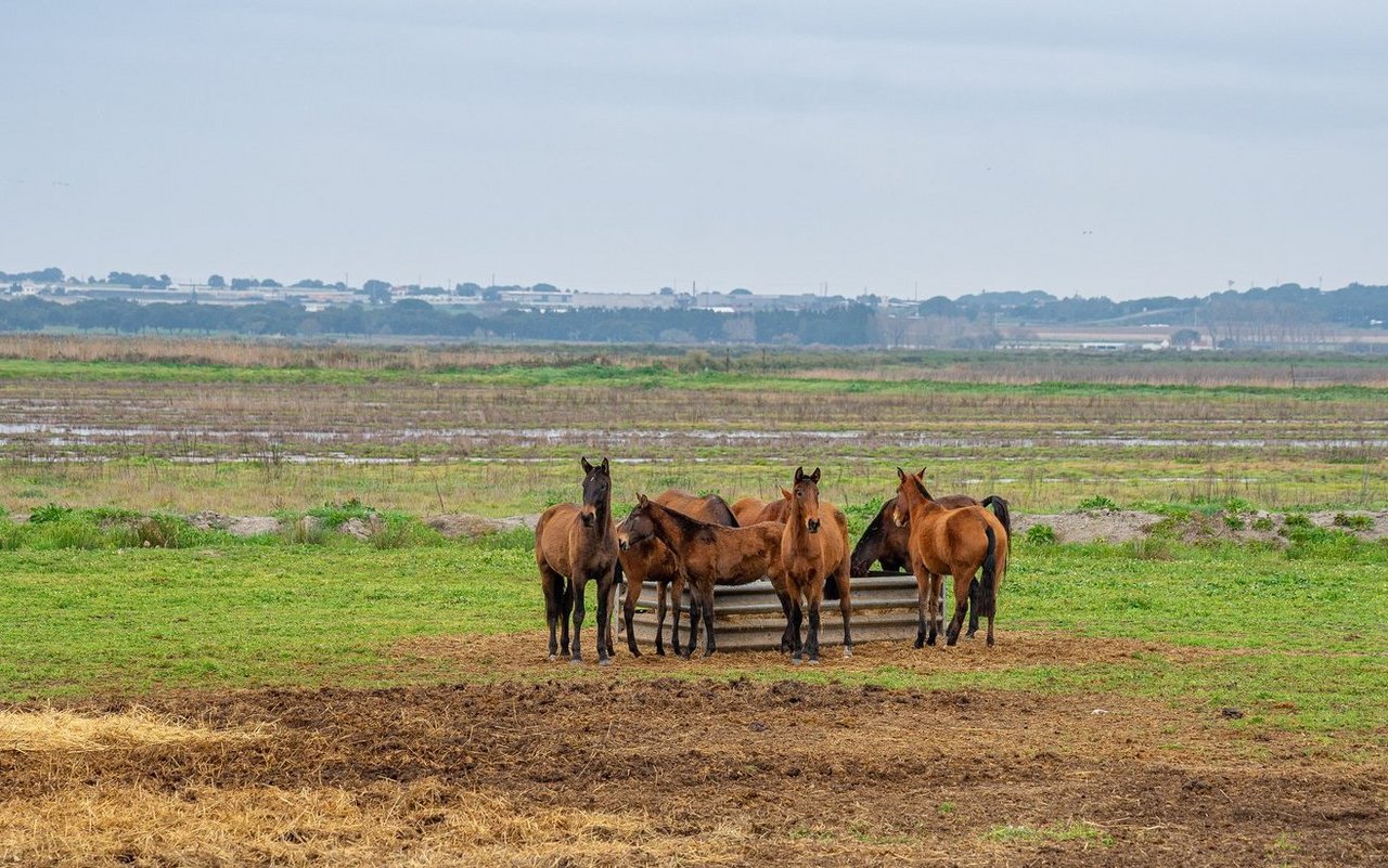 Sie sind robust und fühlen sich auch in der Offenstallhaltung wohl. 