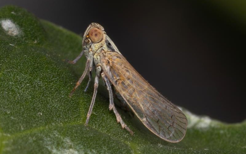 Die Schilf-Glasflügelzikade ist ein ungebetener Gast. 