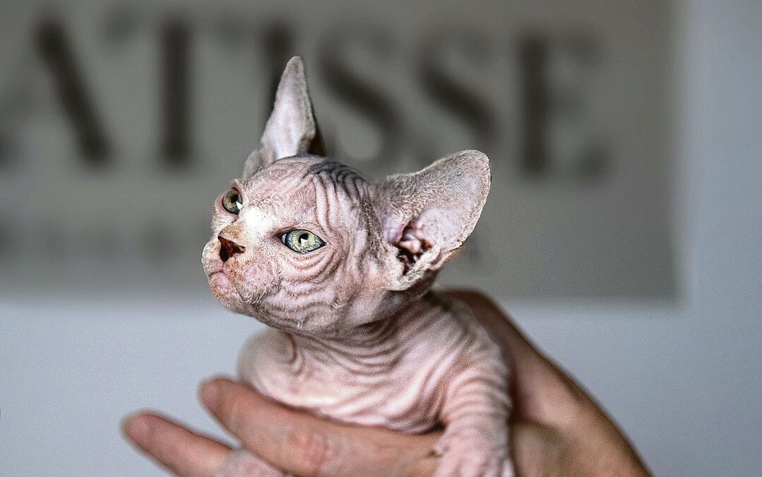Bullycats sind eine Kreuzung aus Sphynx- und Munchkin-Katzen.