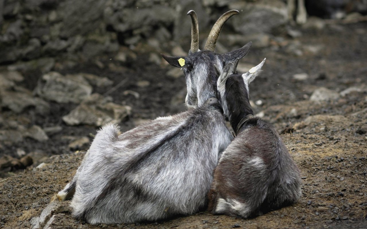 Die Graue Bergziege ist heute eine der bedrohtesten Schweizer Ziegenrasse in der Schweiz.