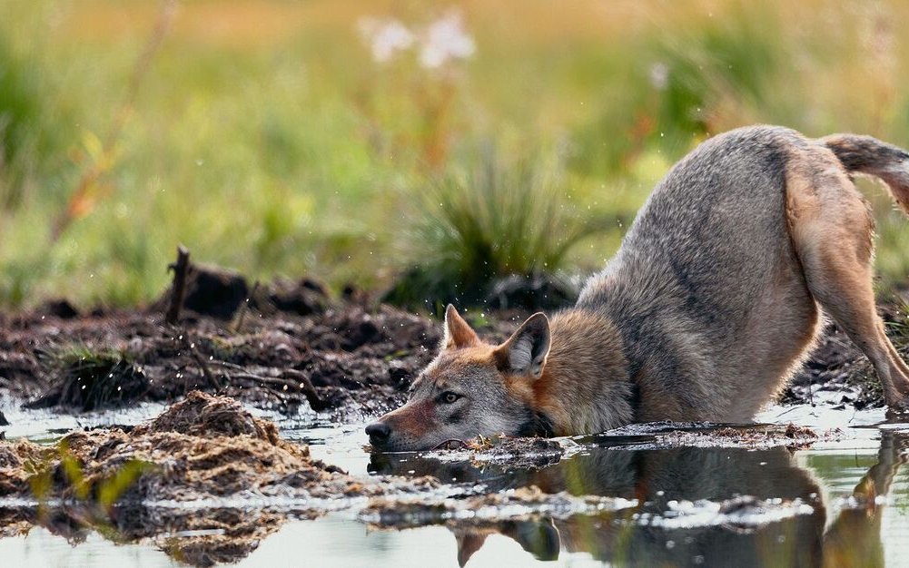 Der Wolf ist von selber wieder in die Schweiz eingewandert. 