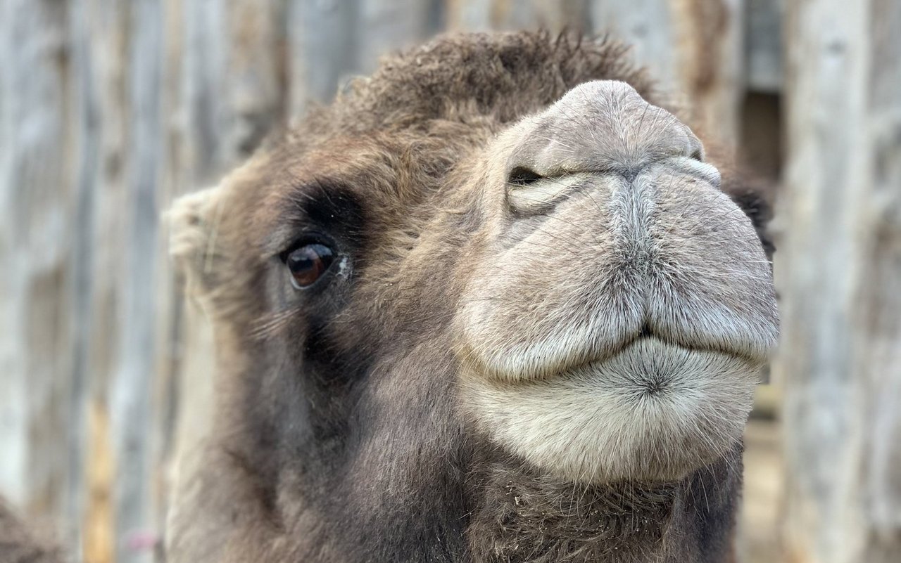 Ein Trampeltier hat zwei Höcker, das Dromedar hat einen Höcker und ein Mischling nennt man Tulu. 