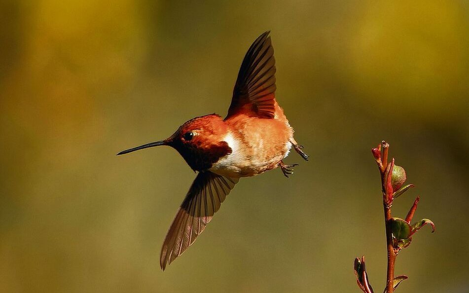 Der Fuchskolibri zieht bis nach Alaska.
