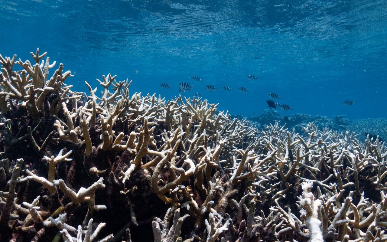 Bei zu hohen Wassertemperaturen werden die Korallen bleich und sterben ab.