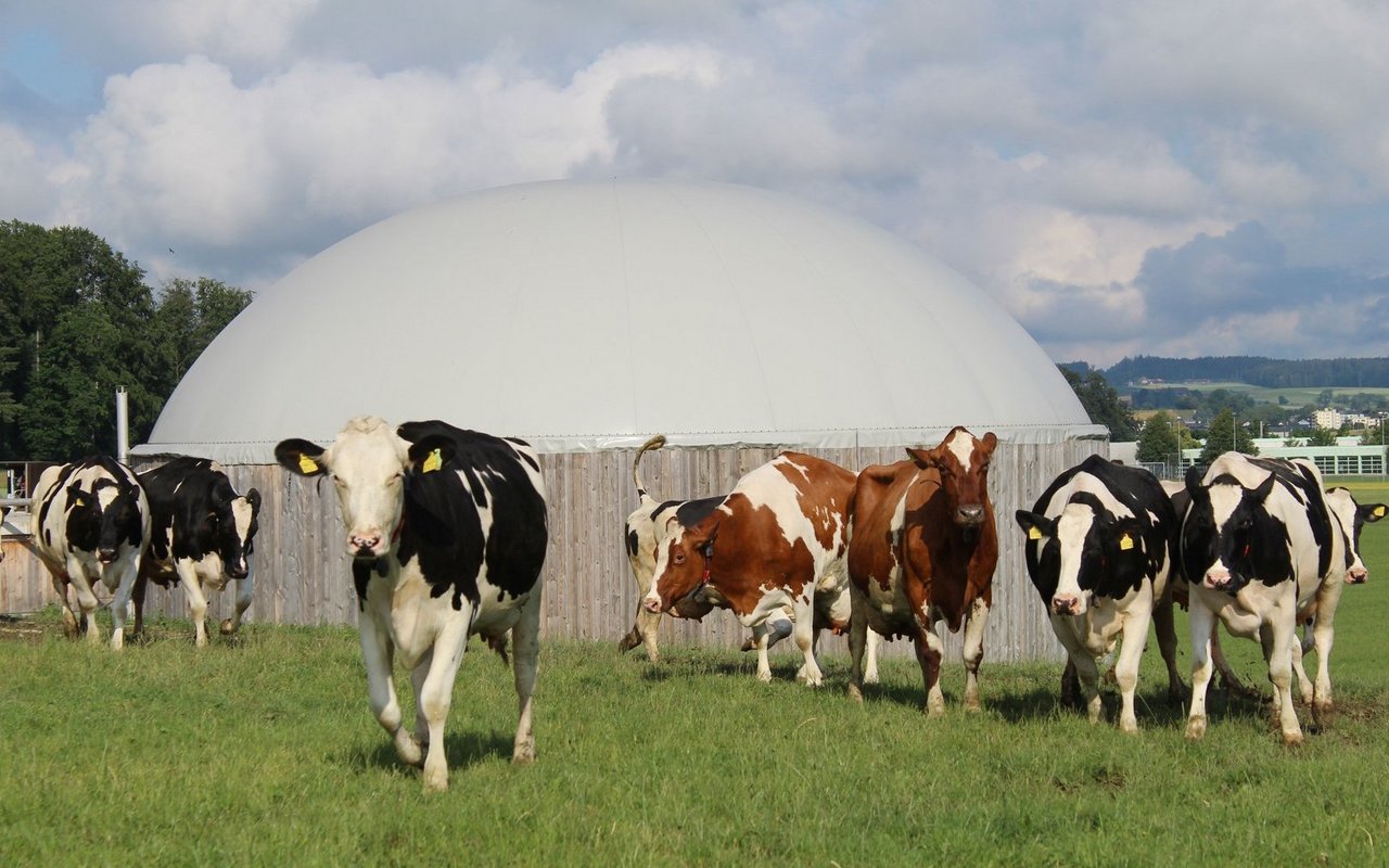 Wegen ihres Methanausstosses gelten Kühe oft als verpönt. Dabei kann daraus auch etwas Nützliches entstehen.