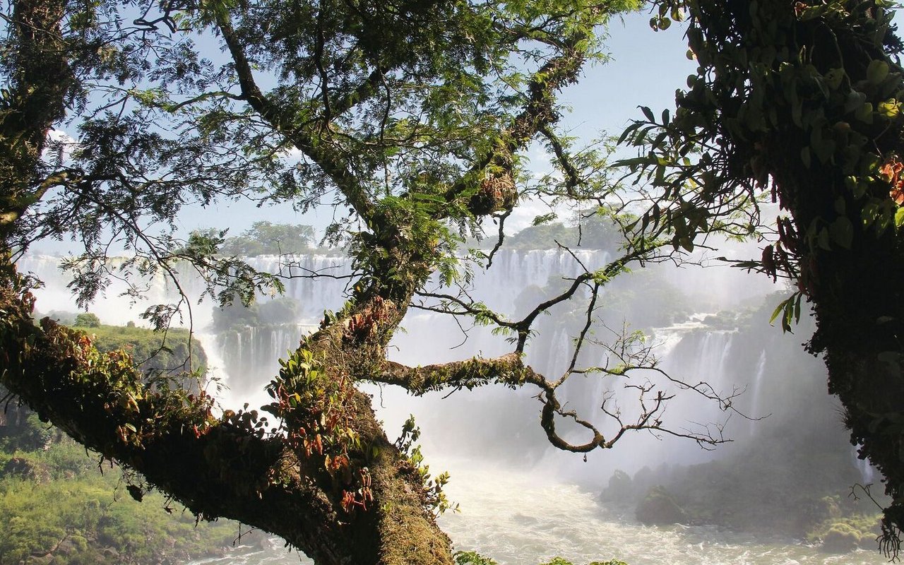 Entlang den Touristenpfaden bei den tosenden Iguazú-Wasserfällen tummeln sich auch Nasenbären und stibitzen schon mal Naschereien. 