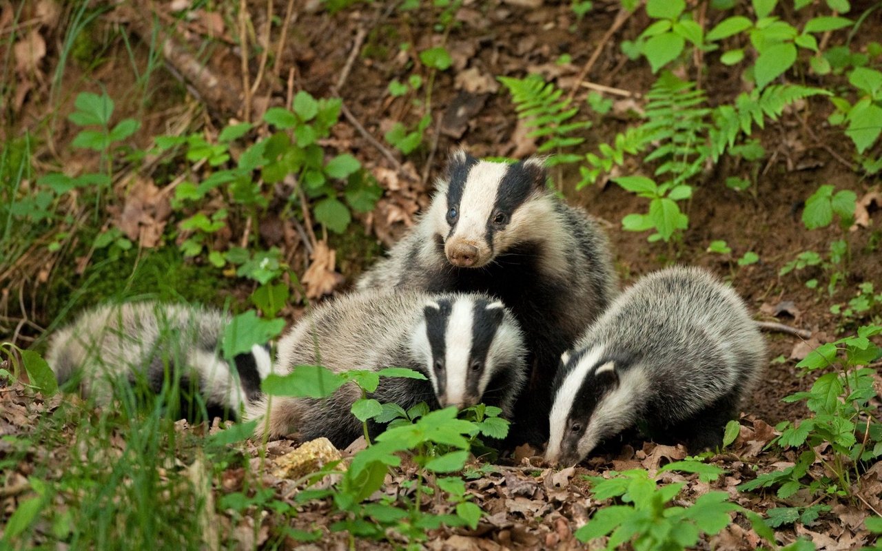 Die Jungtiere bleiben eine Weile bei ihren Familien. 