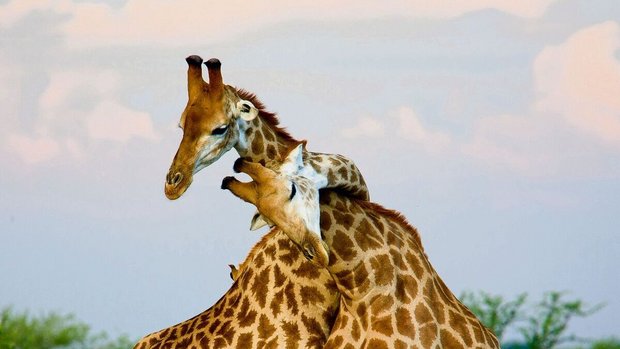 Rund 90 Prozent des Sexualverhaltens unter Giraffen ist homosexuell.