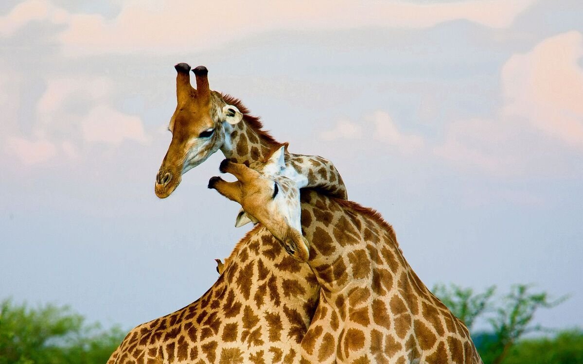 Rund 90 Prozent des Sexualverhaltens unter Giraffen ist homosexuell.