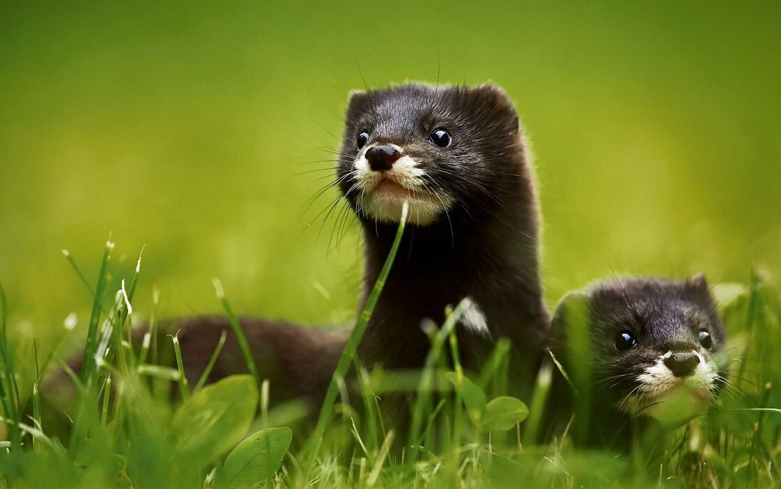 Europäische Nerze sind territorial und normalerweise einzelgängerisch veranlagt. 