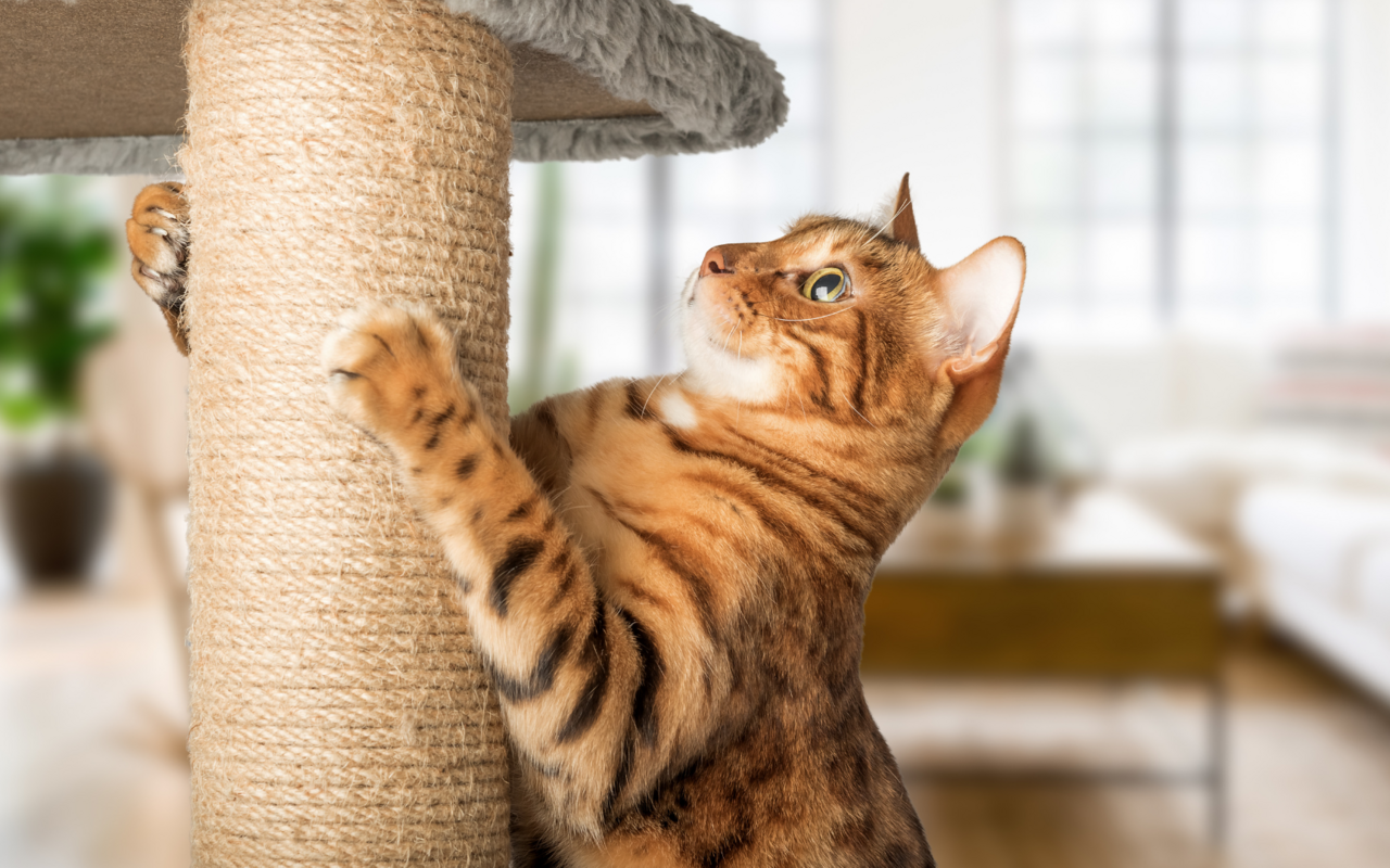 Darauf kommt es an beim Kauf eines Kratzbaumes oder einer Katzentoilette.