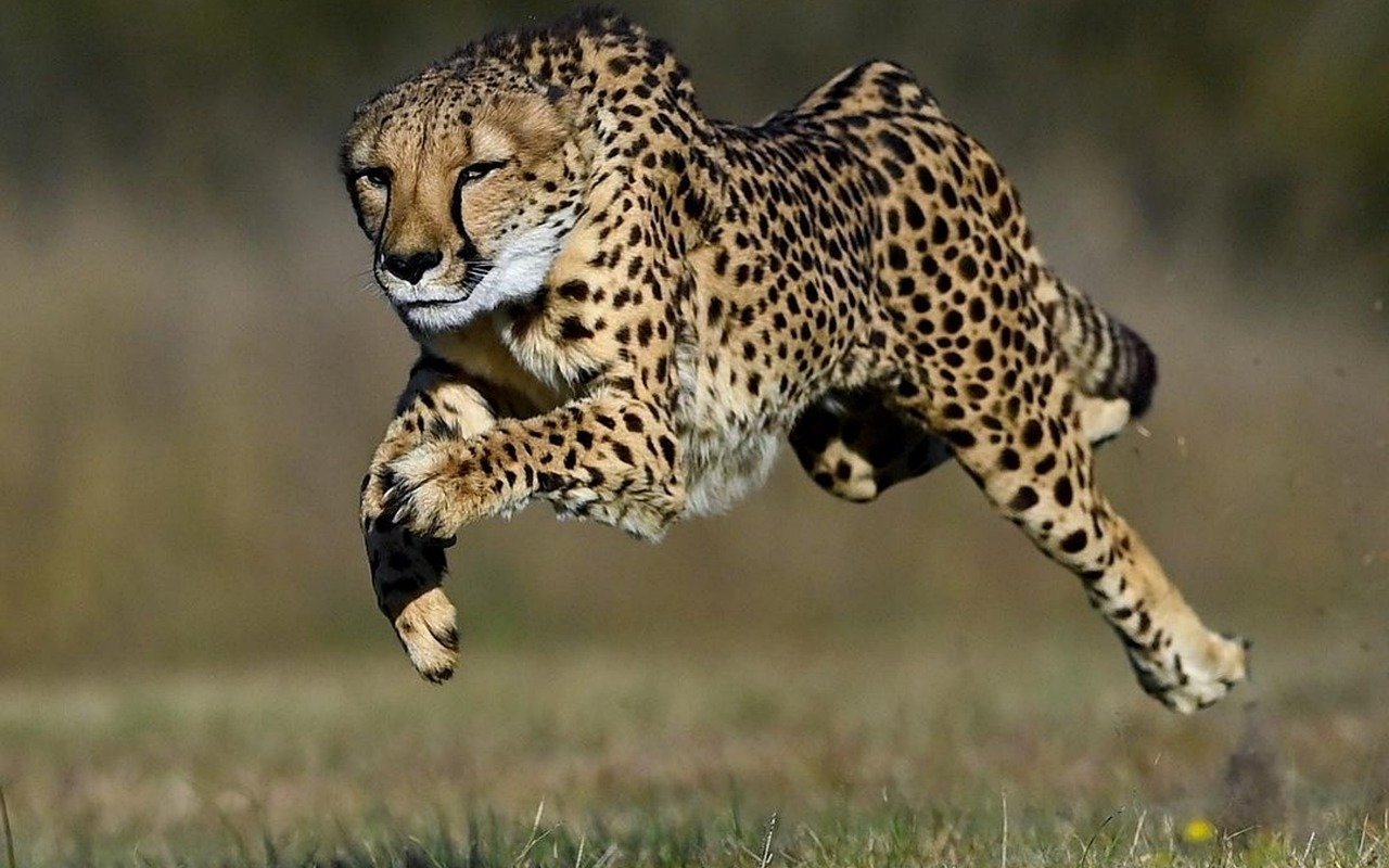 Der Gepard ist das schnellste Landtier.