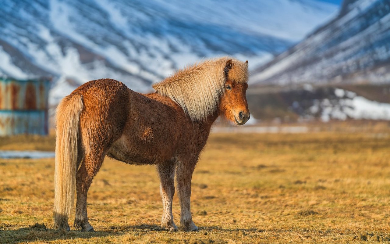 Islandpferde sind robust und sich karge Landschaften gewöhnt. Sie bestechen durch ihre Rittigkeit und ihren starken Charakter. 