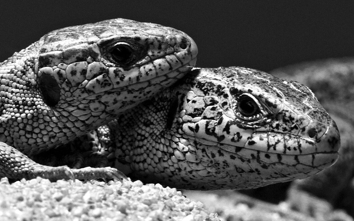 Der Bestand der Zauneidechse wird in der Schweiz als verletzlich eingestuft.