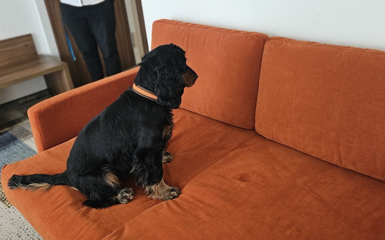 Der Spürhund von Daniela Salg zeigt passiv einen Bettwanzenbefall an.