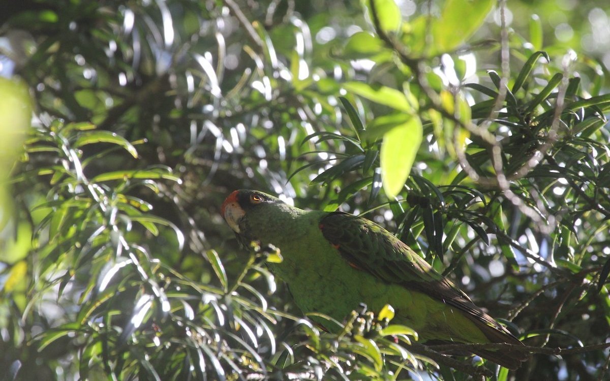 Dieser Reichenows Kongopapagei in den Aberdare-Bergen in Kenia kann nur dank eines ortsansässigen, ornithologischen Führers beobachtet werden. 