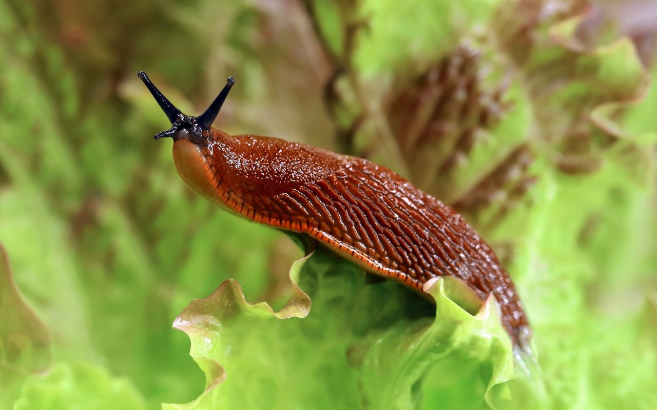 Schnecken suchen sich die einfachsten Futterquellen aus und lassen sich so relativ einfach überlisten.