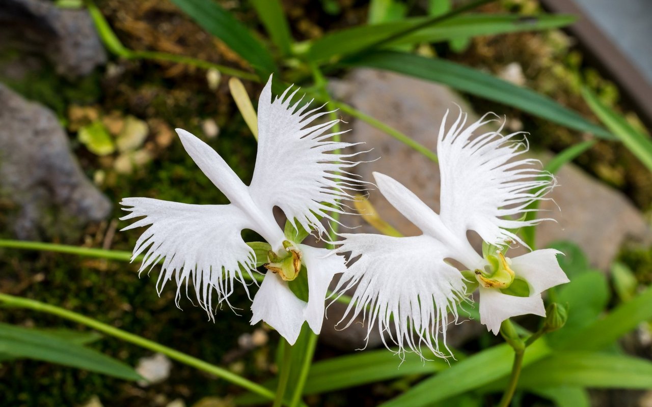 Habenaria radiata