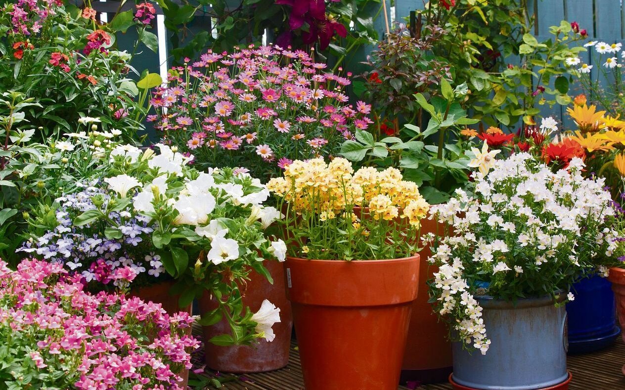 Üppiger Blumenschmuck aus Kübeln. Hinten klettert eine Clematis und begrünt die Wand. 
