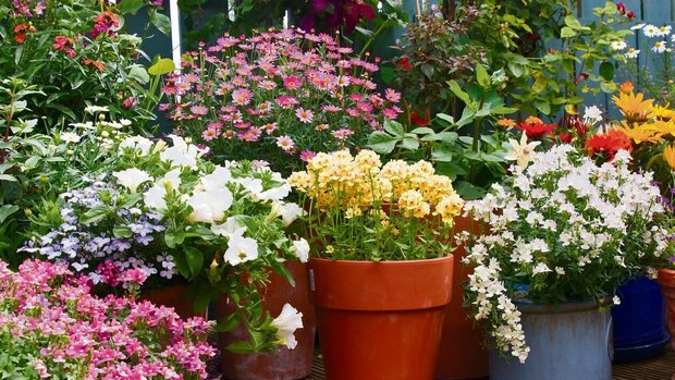 Üppiger Blumenschmuck aus Kübeln. Hinten klettert eine Clematis und begrünt die Wand. 