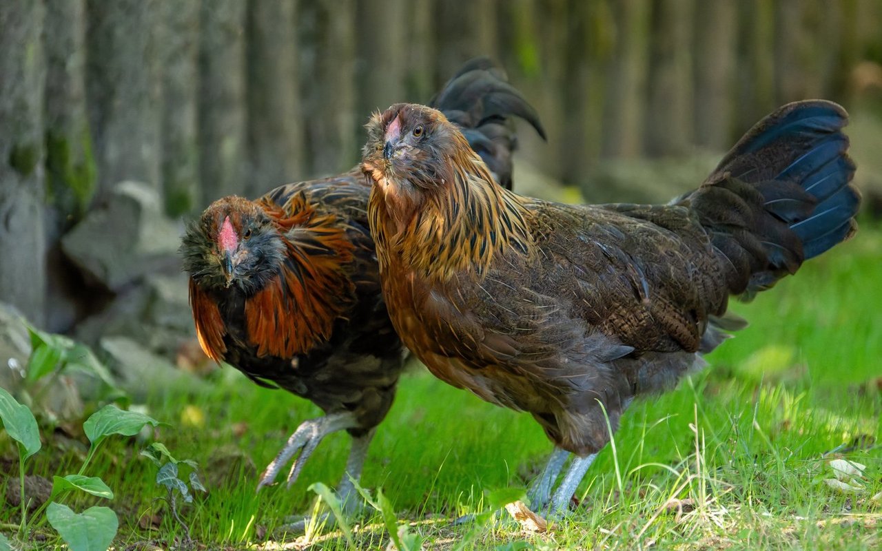 Appenzeller Barthuhn