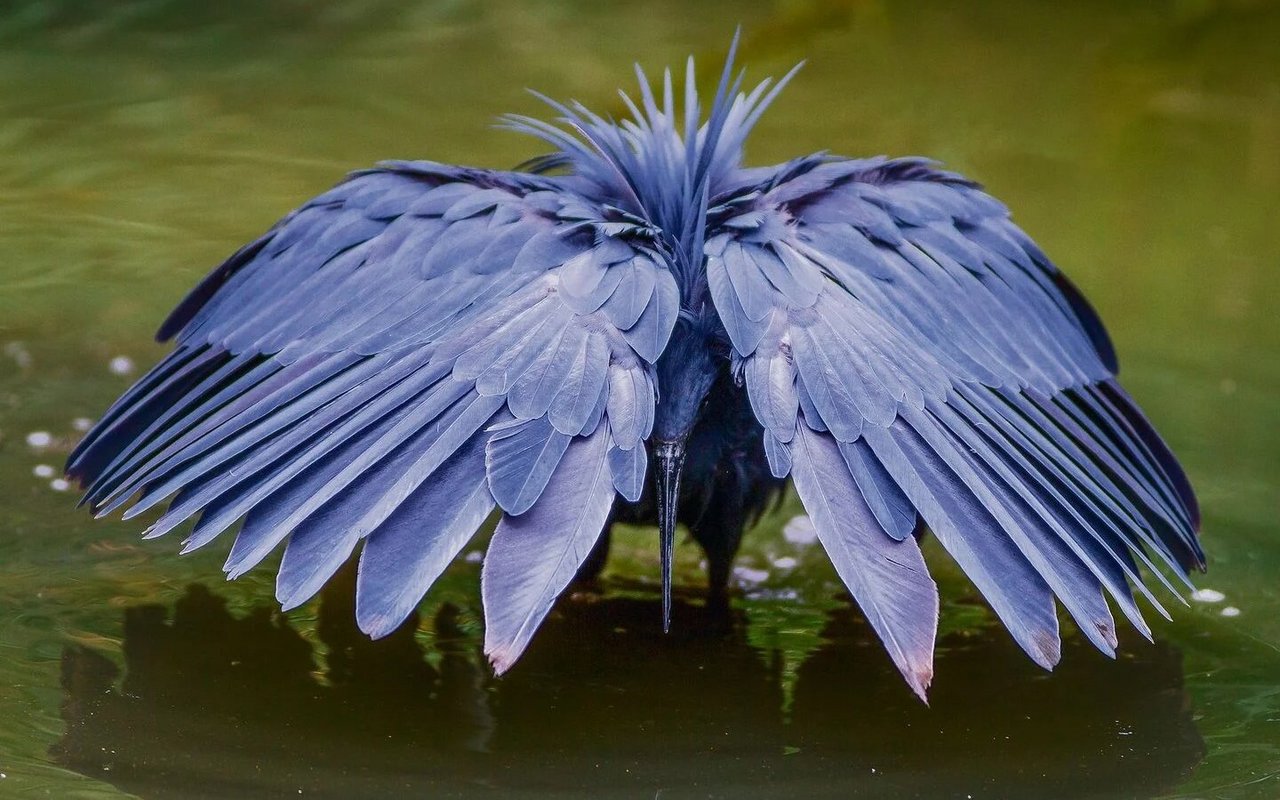 Ein Glockenreiher fischt beim Lake Manyara. 