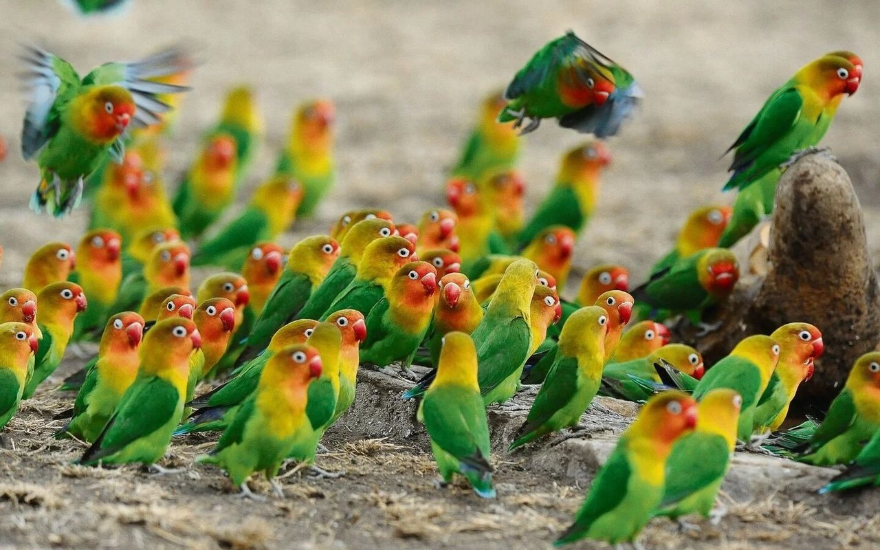 Pfirsichköpfchen sind Vertreter der Papageien Tansanias. Hier machen sie sich über eine Wasserstelle her. 