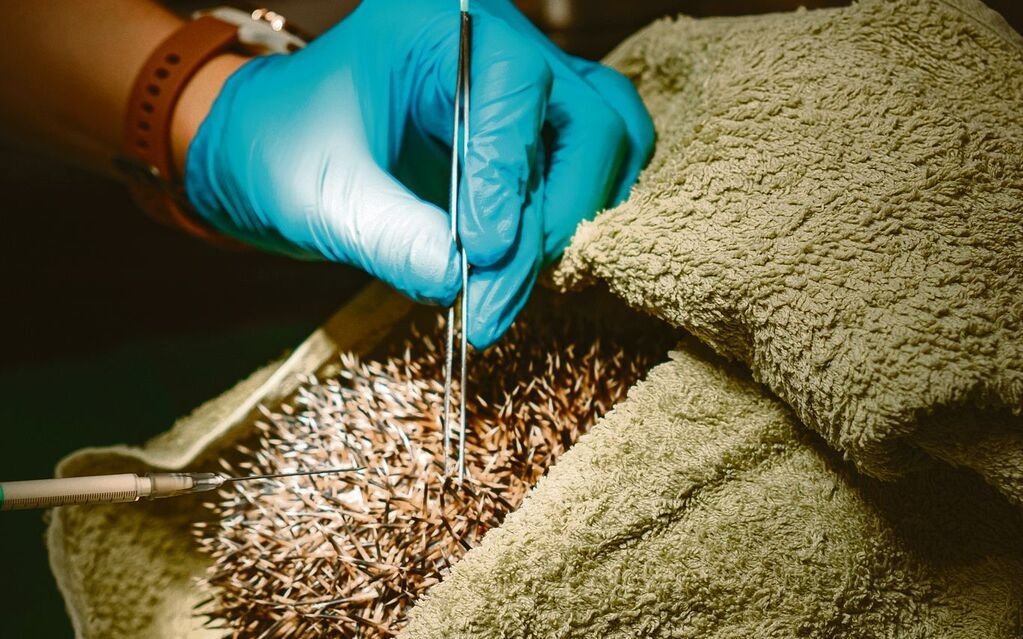 Parasiten wie Zecken werden manuell entfernt. 