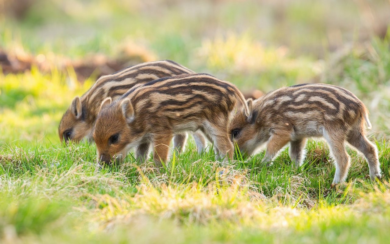 Die Jungtiere werden Frischlinge genannt. 